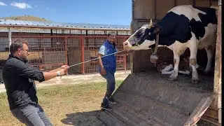 GECE DAĞDA DOĞAN BUZAYI ÇİFTLİĞE GETİRDİK