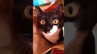 Бургер-Кот🐱 Кошачий АСМР - смотреть со звуком! #shorts