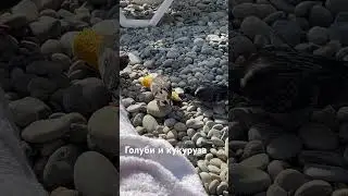 Кукуруза 🌽 и голуби на пляже. Поделилась кукурузой с голубчиками