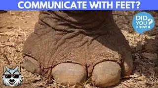 How To Elephants Communicate Through Their Feet?