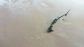 Ocean living