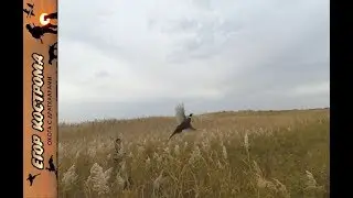 ОТКРЫТИЕ ОХОТЫ НА ФАЗАНА. 15 октября 2018 года.