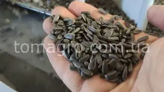 Вибропневмостол ВПСЗ-2 (Gravity separator). Продукт испытания: масляничный подсолнечник.