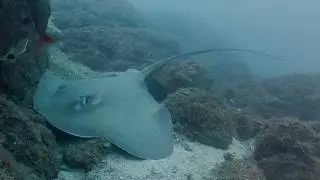 Costa Rica 2026 Underwater Creatures Trailer