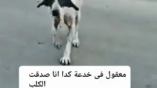 #كلب نصاب بس دمة خفيف #سبحان الله