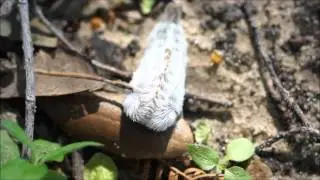 Puss caterpillar (