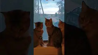 Зайки мои сладкие. 15.09.2023