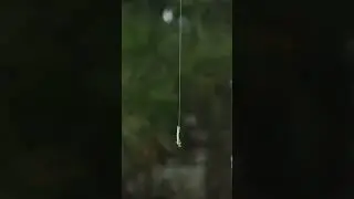 Гусеница собирает росу