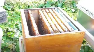 Arı kışlatmada sarıp sarmalama sıkıştırma devri bitti | 20 ocak Son durum #eyüpkalyoncu #beekeeping