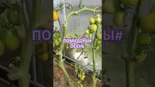СПАСИБО ТЕПЛИЧКА🥰 Несмотря на капризы природы