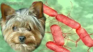 Сальмонеллез у собак | Симптомы | Лечение.