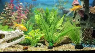 Fish aquarium 4k 1 hour