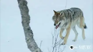 где-то далеко