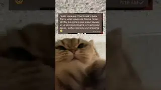 Кекса вещает #shorts #котики