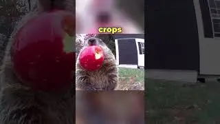 This Groundhog is a Menace (