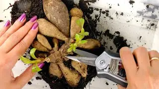 Knip meer dahlia's uit je knollen - Hoe dahlia's vermeerderen?