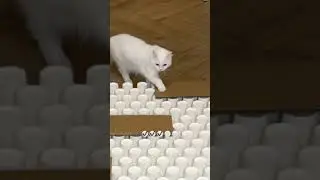 Приколы с животными 