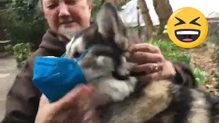 WE DRINK CRAFT BEER WHILE HUSKY STAYS OCCUPIED (Dogs in Pubs #11)