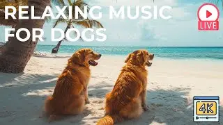 🔴[4K] LIVE 24/7 Dog Music🎵 Relaxing Music for Anxious Dogs🐶 Separation anxiety relief music 🔴