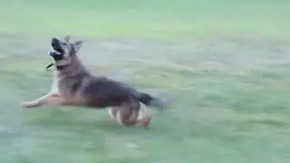 Zootopia German Shepherd playing catch