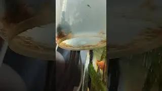 Сомы ПРИСОСКИ  🤪🤣👍