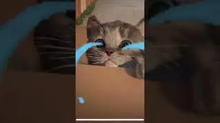 CAT CRY
