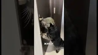 Кошачий медведь по всей красе #новости #новости