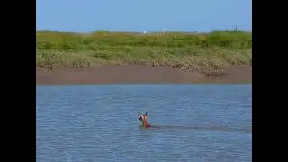 Deer swimming across River Brue (Burnham-On-Sea.com)