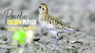 Pacific Golden Plover – The Amazing Globe-Trotting Bird of the Arctic!
