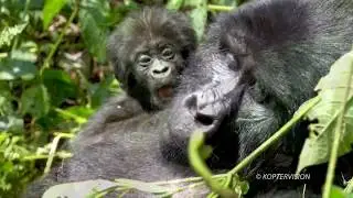 Visions of Uganda - Batwa People and Bwindi Gorillas [ 4K Sony RX100 VII ]