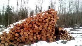 На болота из Авдотьина