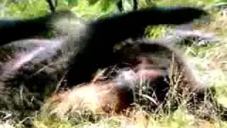 Deer & bear - Japan's hidden secret on Nat Geo Wild