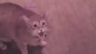 Элджей & Morgenshtern - Catillac (Animal Remix)