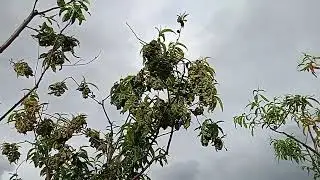 Влог. Обзорчик огорода.