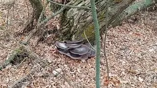 Пошли с сыном за грибами !!!