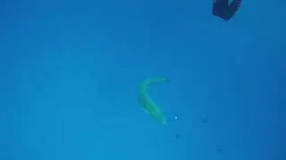 Мальдивские акулы
