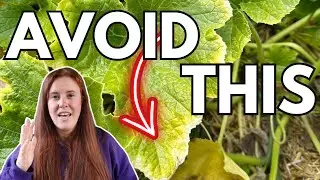How To Stop Yellow Squash Leaves… The Cause Will Shock You