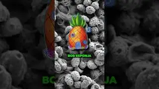 Este HONGO se llama BOB ESPONJA 😂 #curiosidades #sabiasque