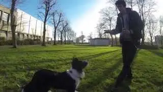 Gopro Hero3 Black | Dog playing montage