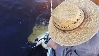 Turtle at Turtle Bay, Florida