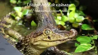 Гладколобый кайман