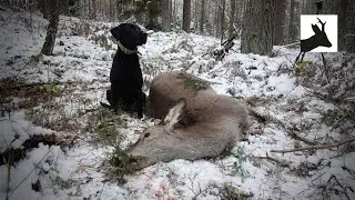 One for the freezer - Łańka