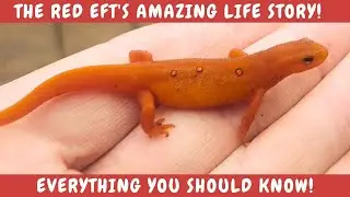 The Red Eft is the terrestrial stage of the Red-spotted Newt. Only the newt has these 3 life stages!