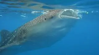 Wildlife Promo Reel 2018/19 Ollie Putnam Cinematography