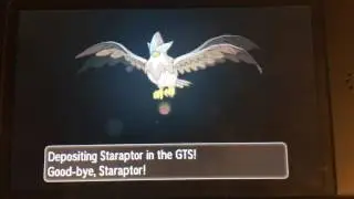POKEBANK CELEBRATION STARAPTOR, DITTO, AND PIDGEOT!!!!! COME HANGOUT!!!!