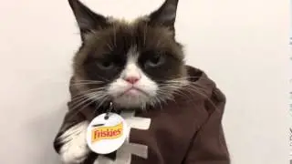Grumpy Cat No's Football