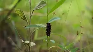 Insect Stock Footage | 