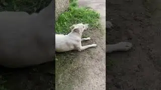 White dog