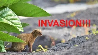The Threat of Invasive Species