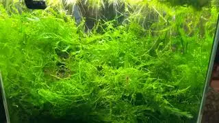 12 gallon cube planted tank update